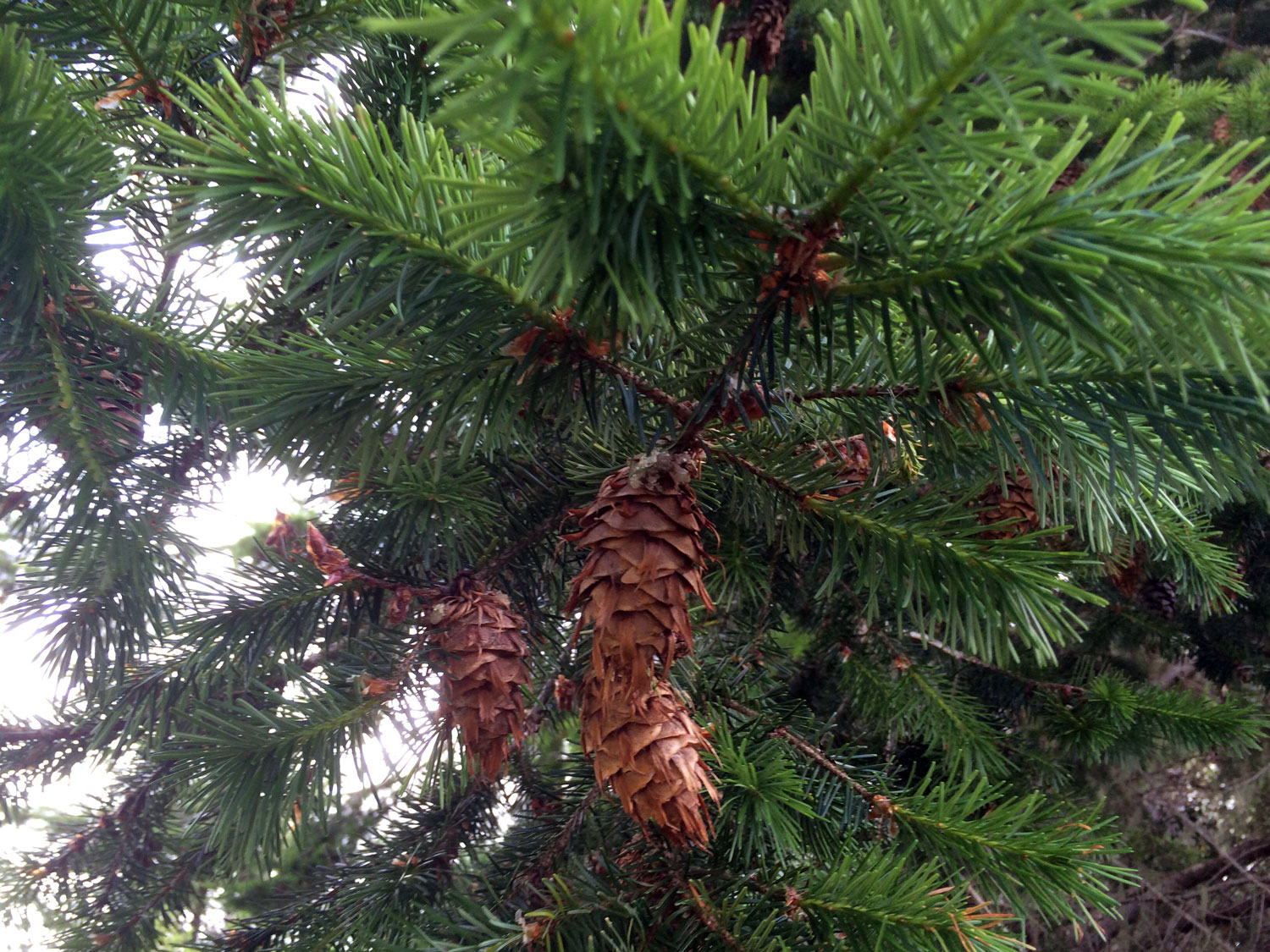 Douglas Fir (Pseudotsuga menziesii)