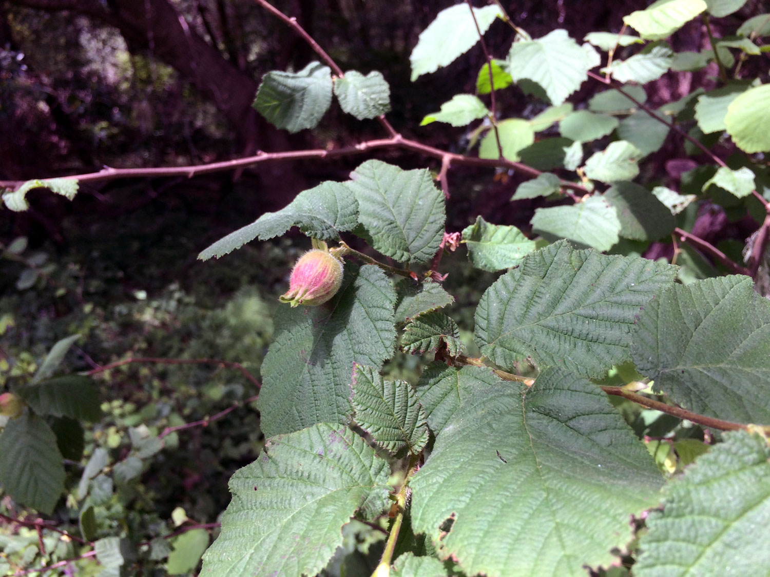 California Hazelnut (Corylus cornuta ssp.californica)