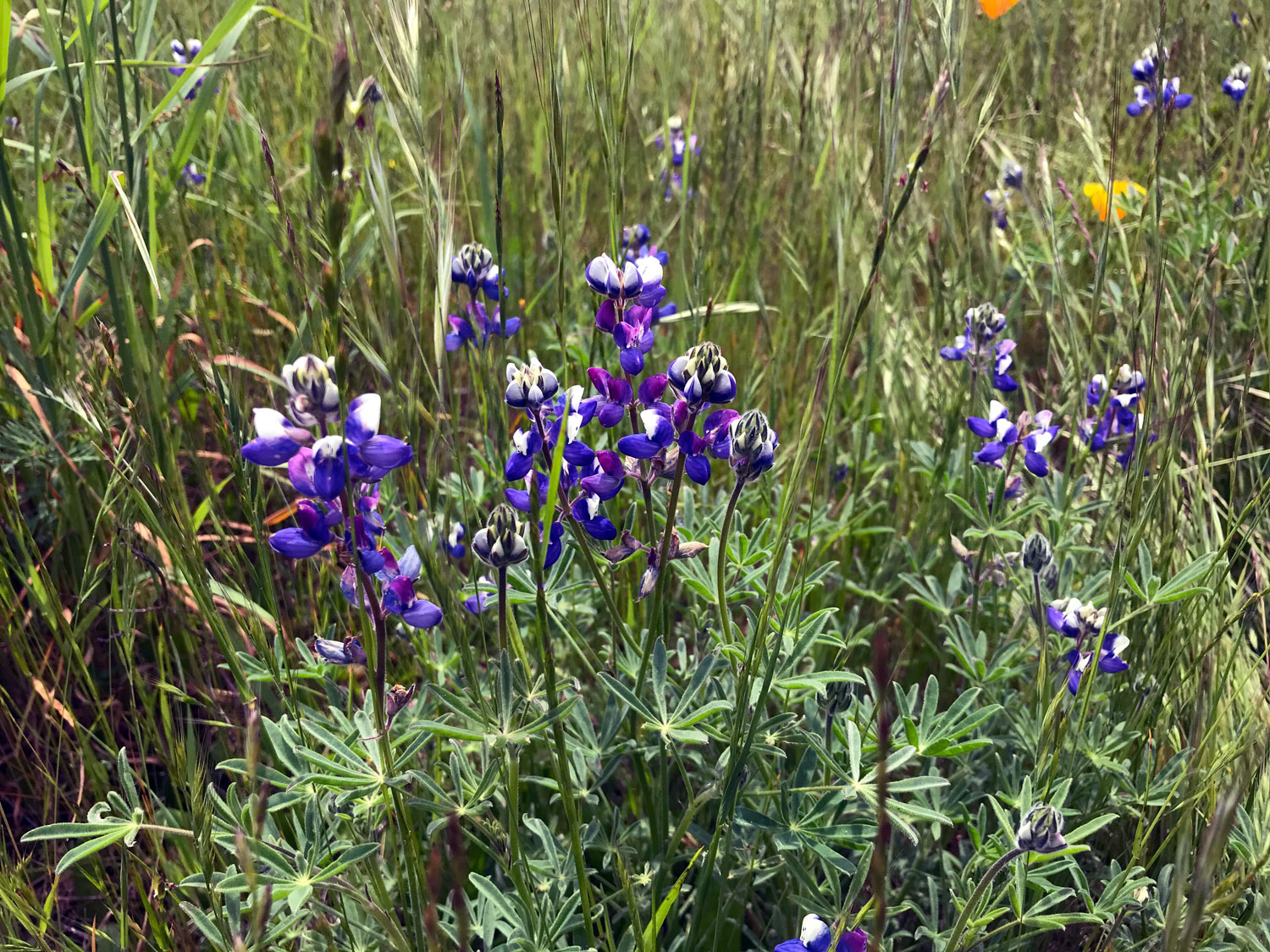 Miniature Lupine (Lupinus bicolor)