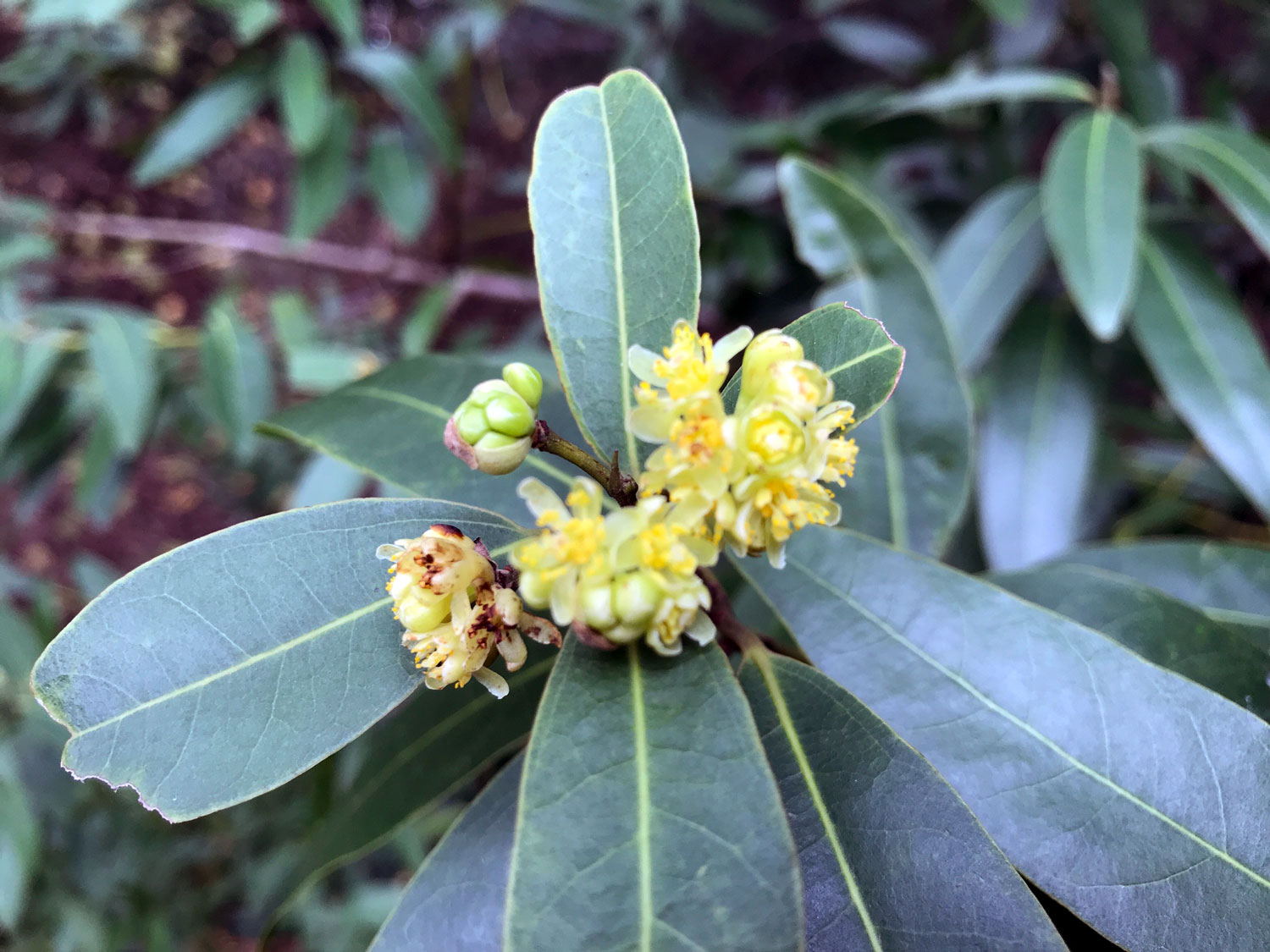 California Bay (Umbellularia californica)