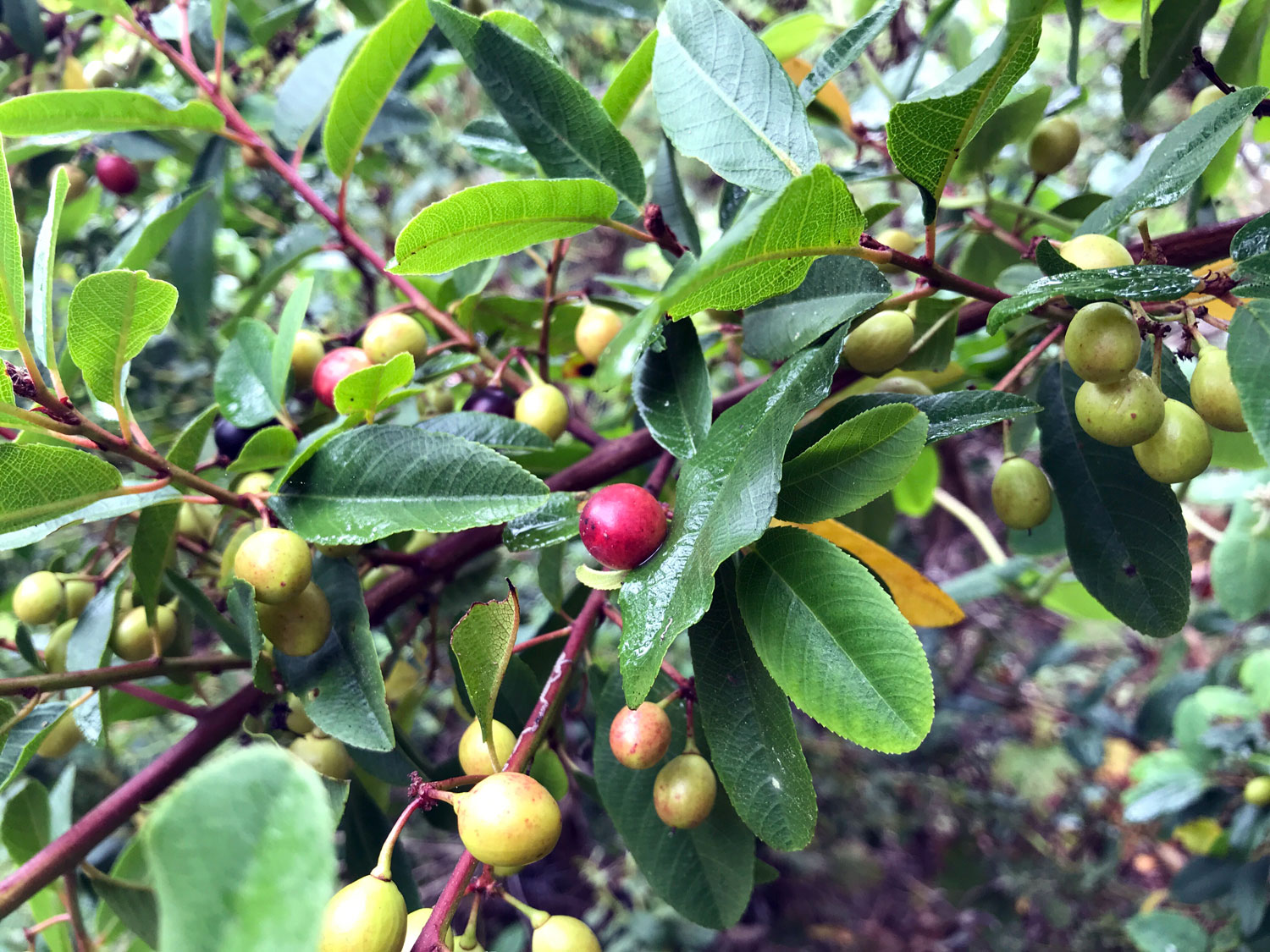 Coffeeberry (Frangula californica)