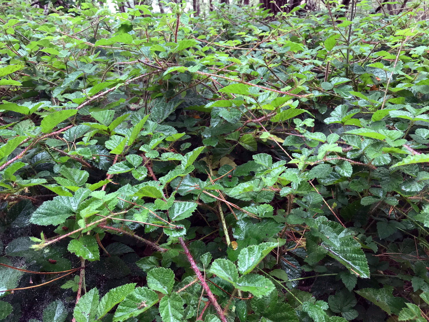 Trailing Blackberry (Rubus ursinus)