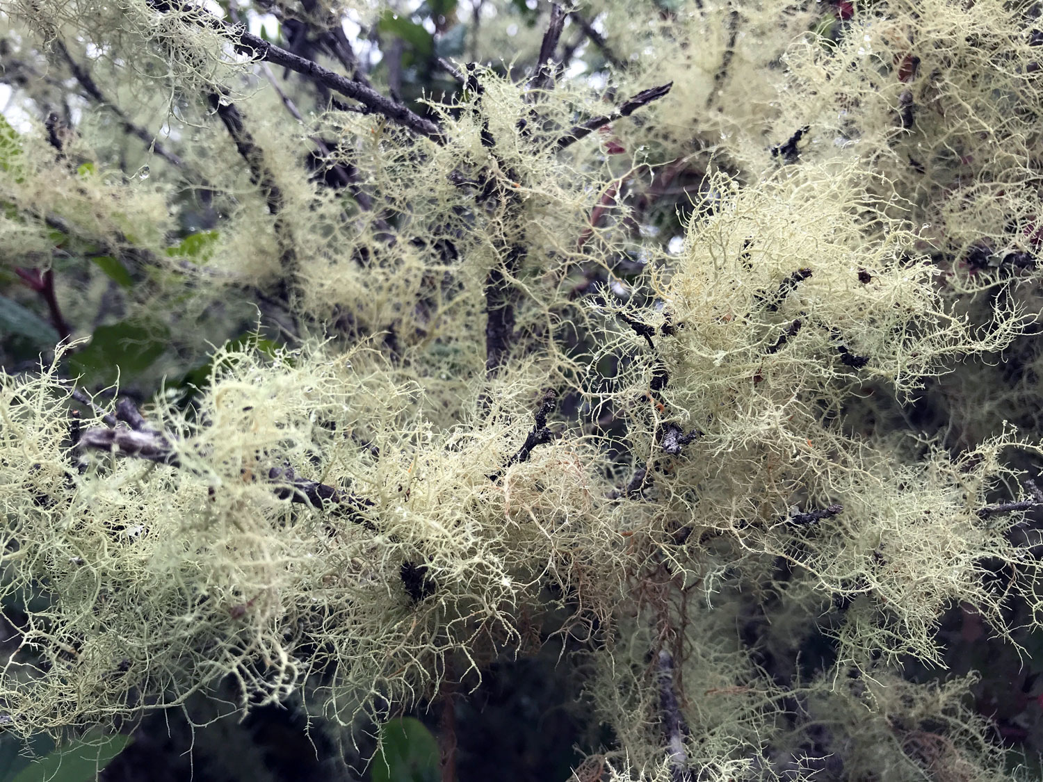 Beard Lichens (Genus Usnea)