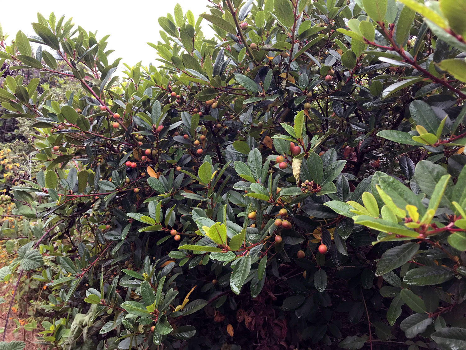 Coffeeberry (Frangula californica)