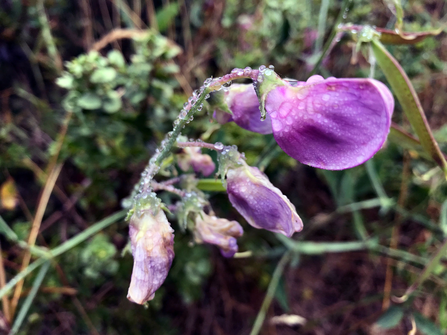 Broad-leaved Sweet Pea (Lathyrus latifolius)