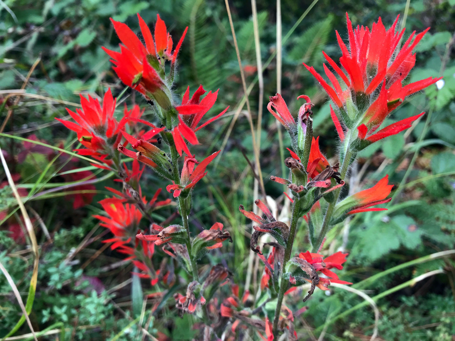 Longleaf Paintbrush (Castilleja subinclusa) 