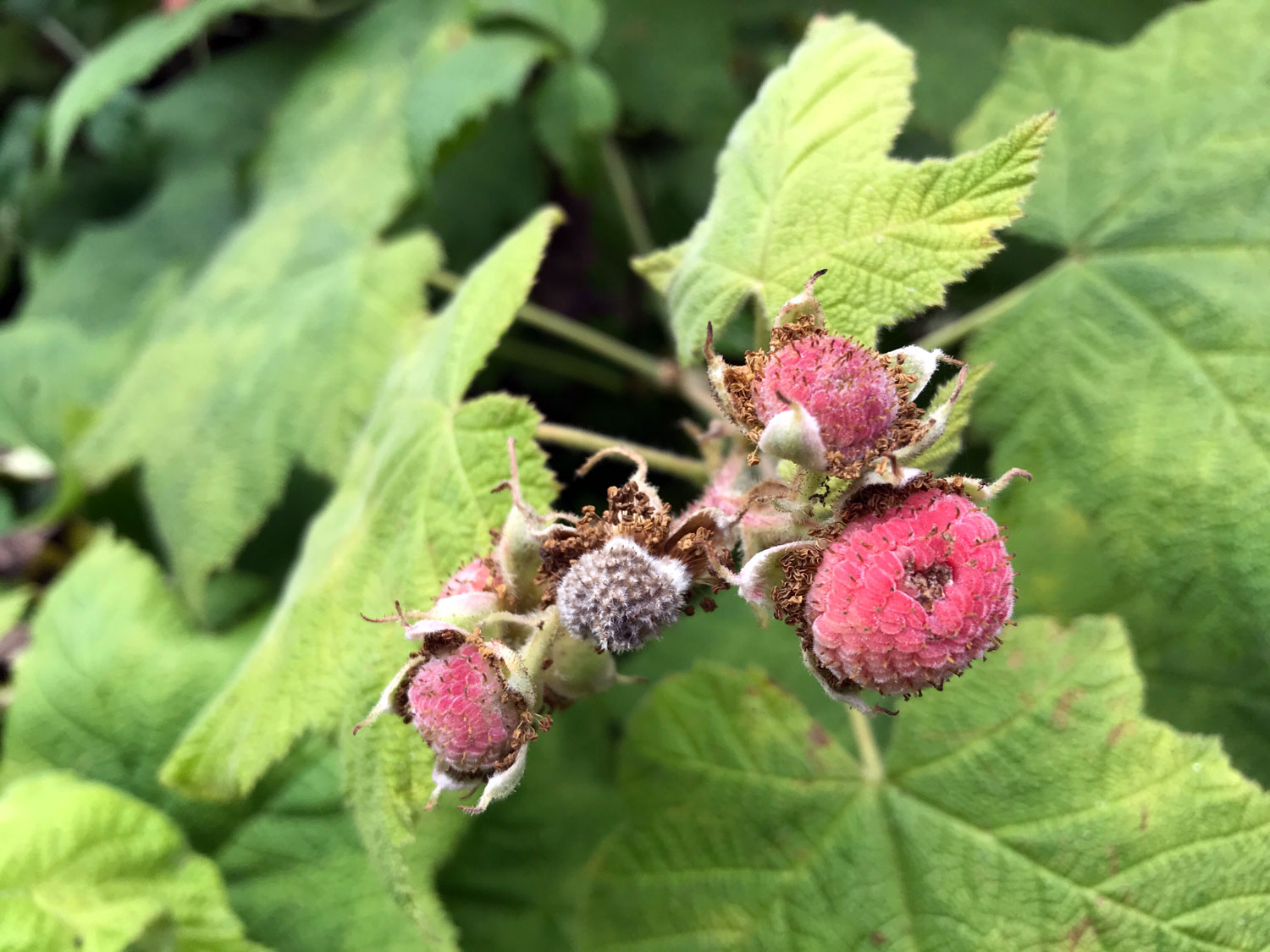 Thimbleberry (Rubus parviflorus)