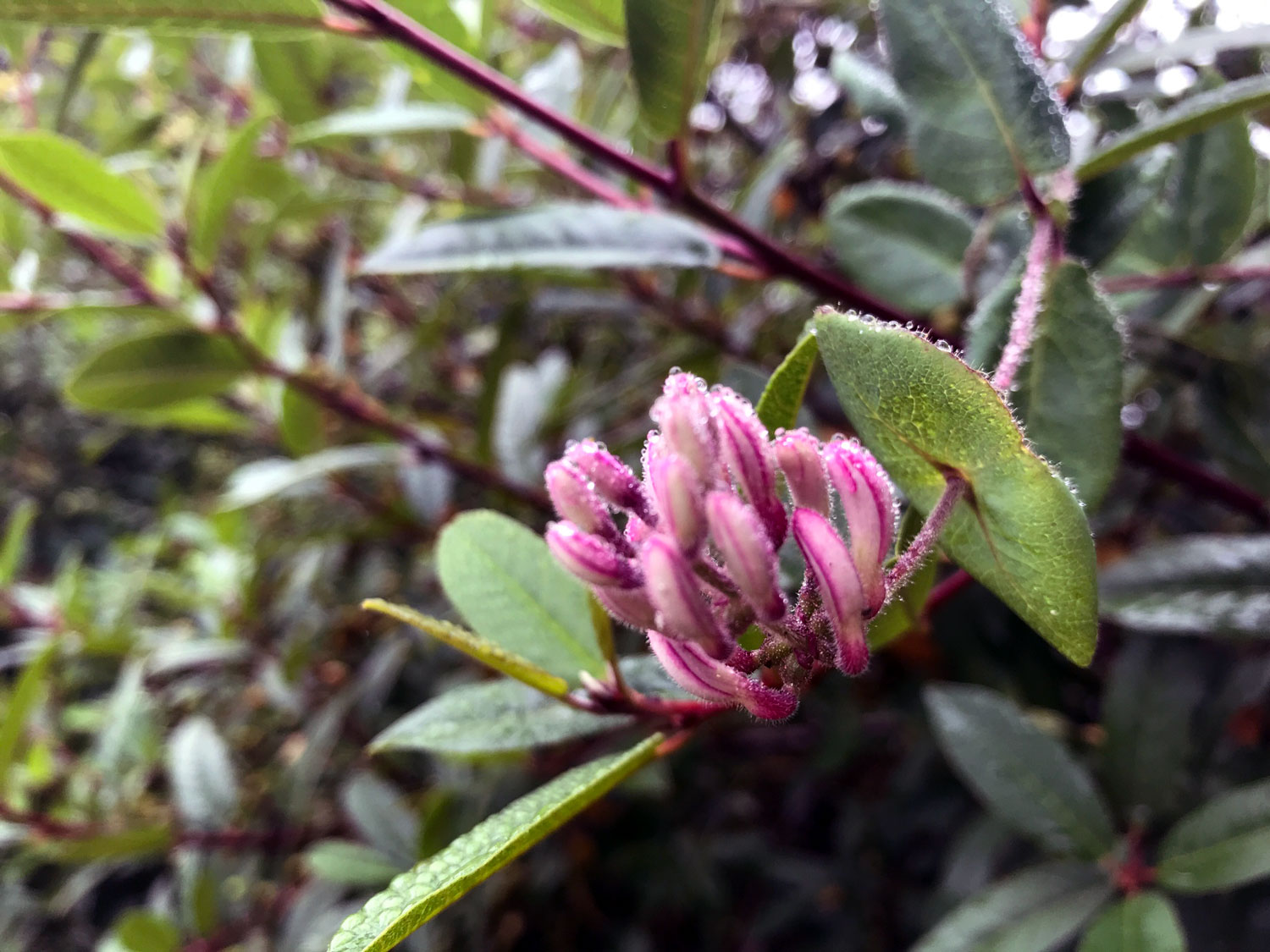 Pink Honeysuckle (Lonicera hispidula)