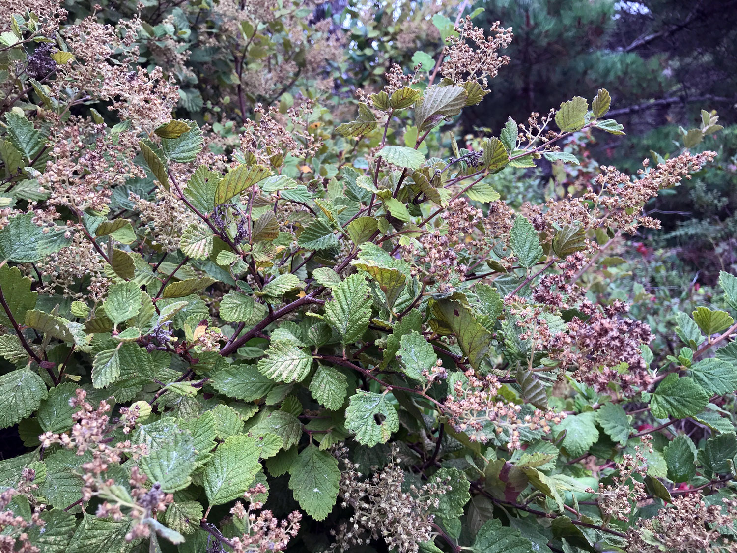 Ocean Spray (Holodiscus discolor)