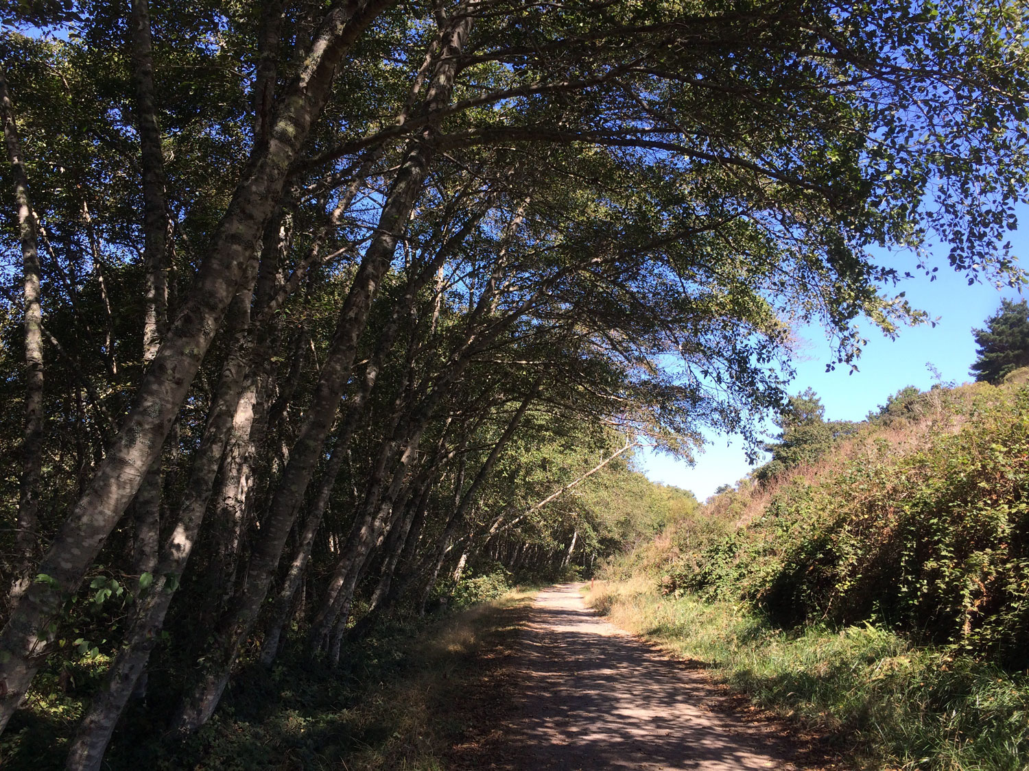 Alders (Genus Alnus)