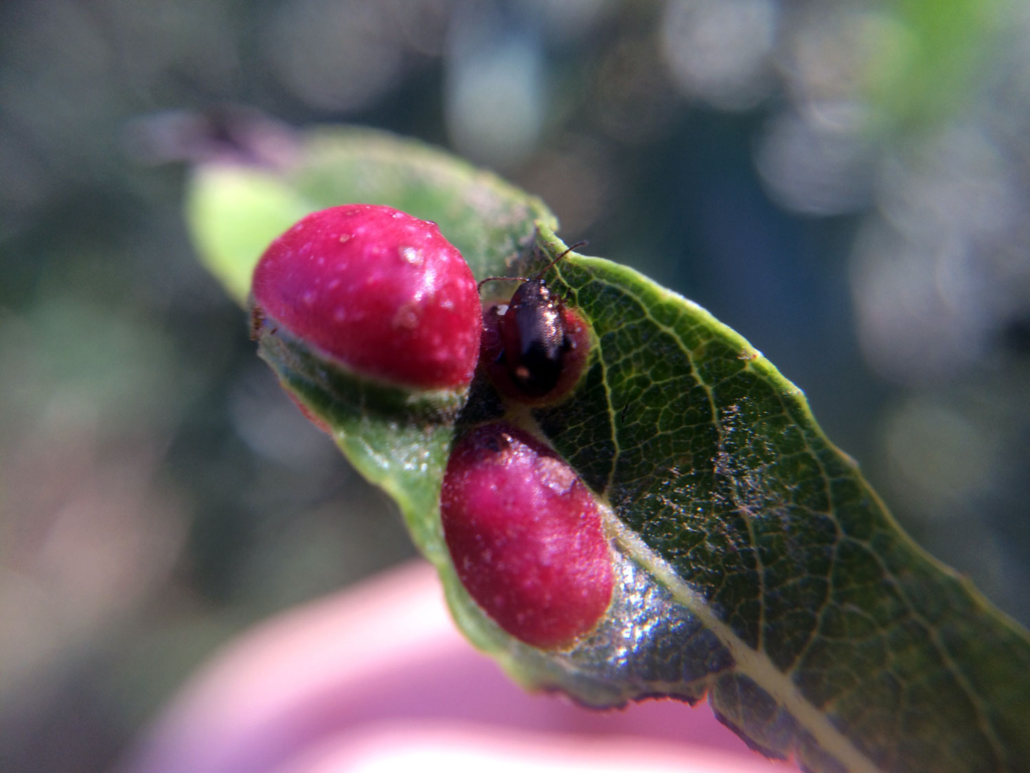 Twinberry Honeysuckle (Lonicera involucrate)