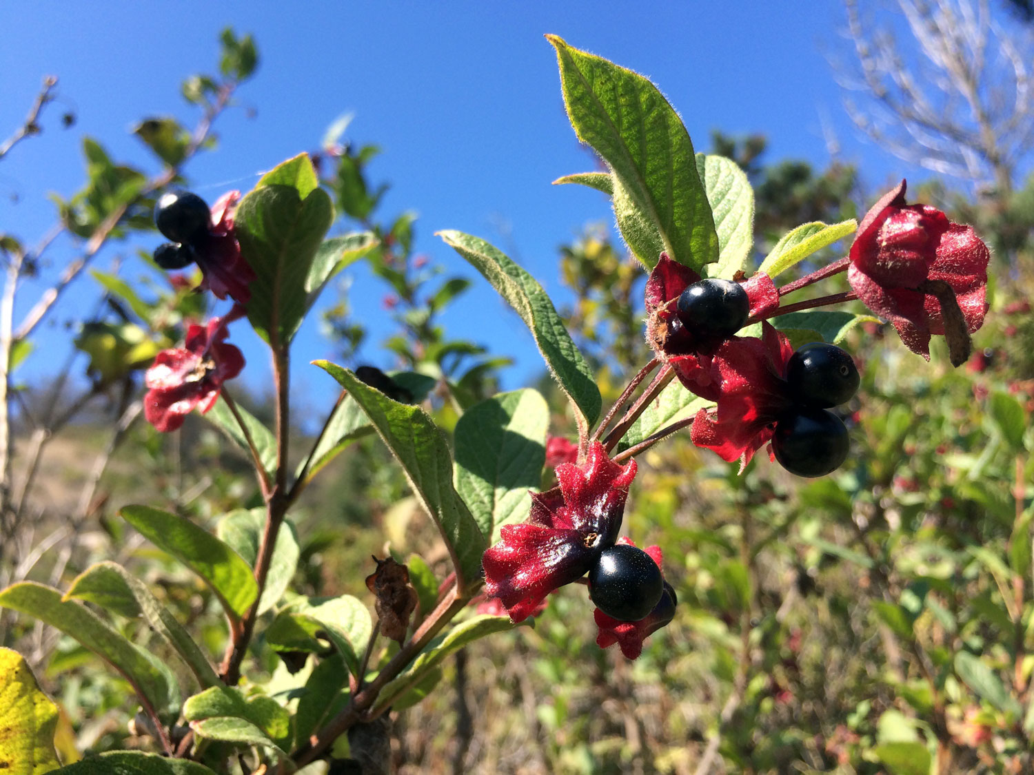 Twinberry Honeysuckle (Lonicera involucrate)