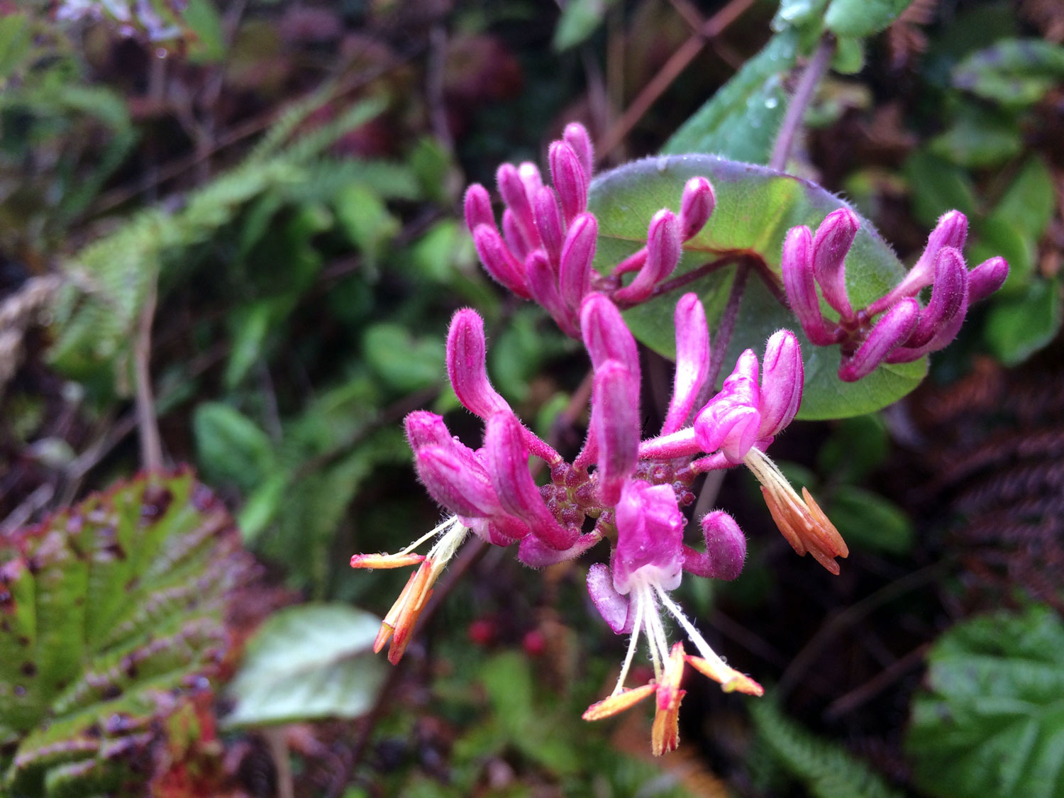 Pink Honeysuckle (Lonicera hispidula)