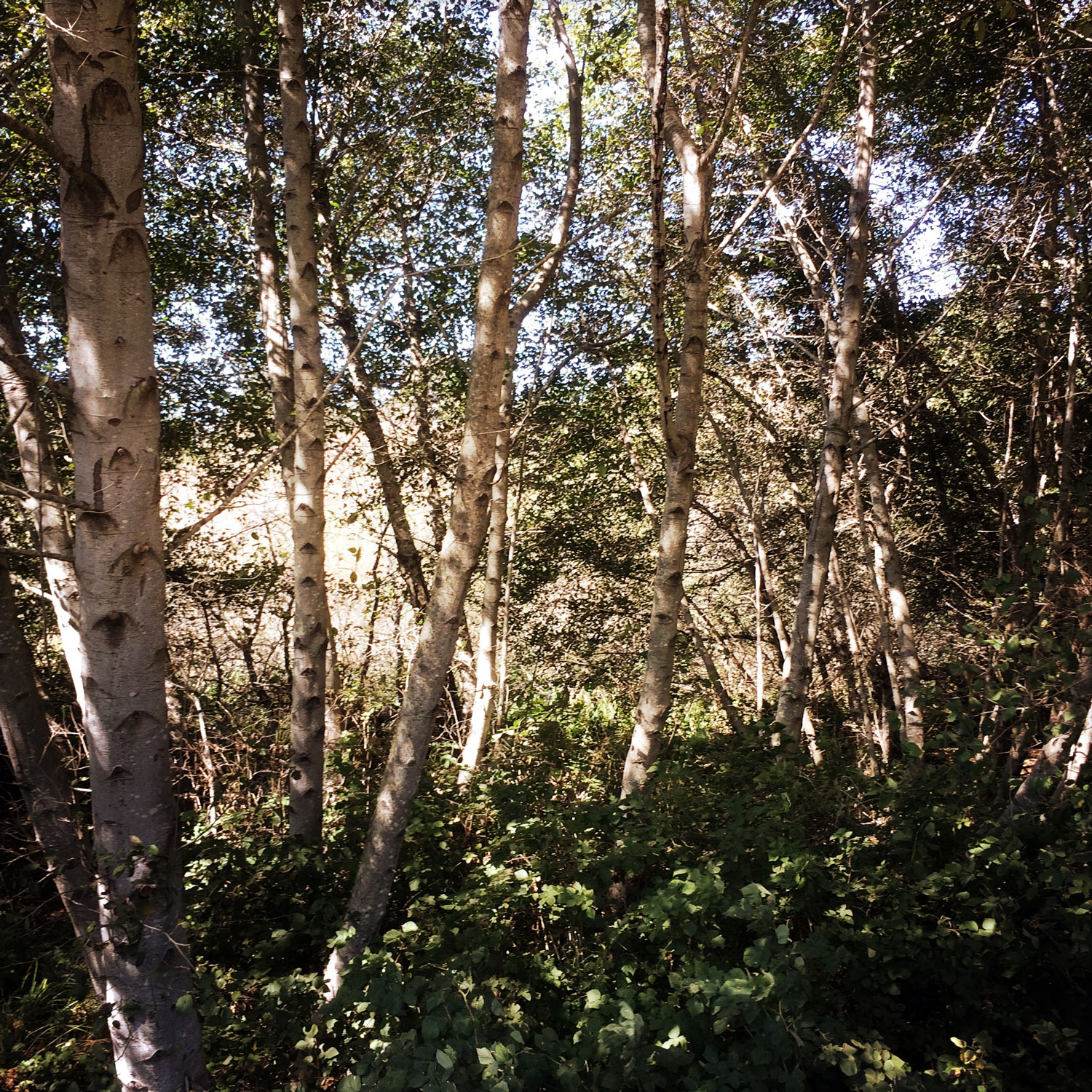 Alders (Genus Alnus)