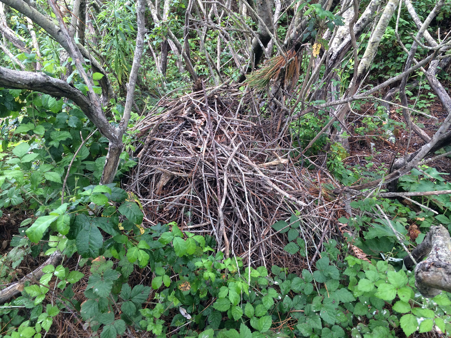 Dusky-footed Woodrat nest (Neotoma fuscipes)
