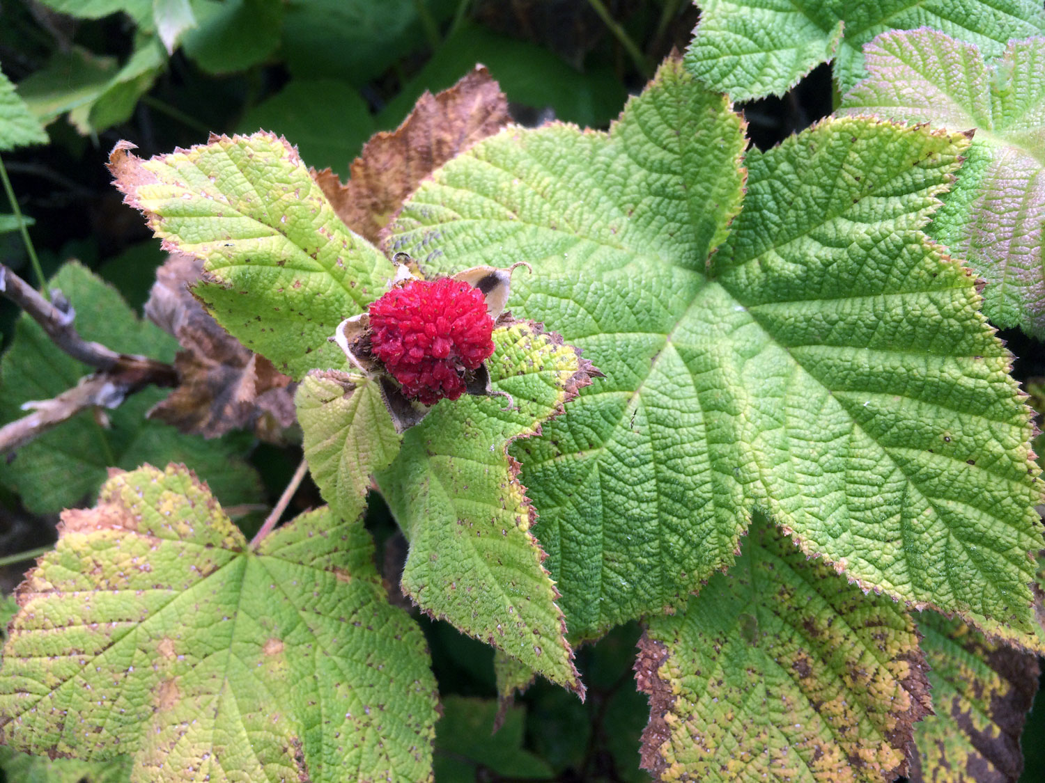 Thimbleberry (Rubus parviflorus)