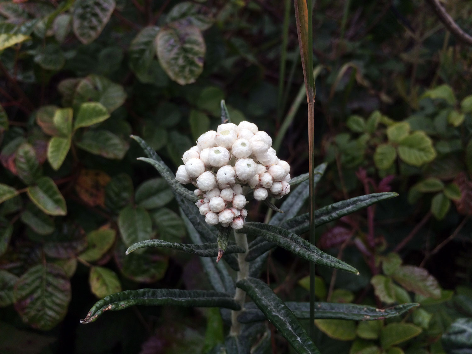 Pearly Everlasting (Anaphalis margaritacea)