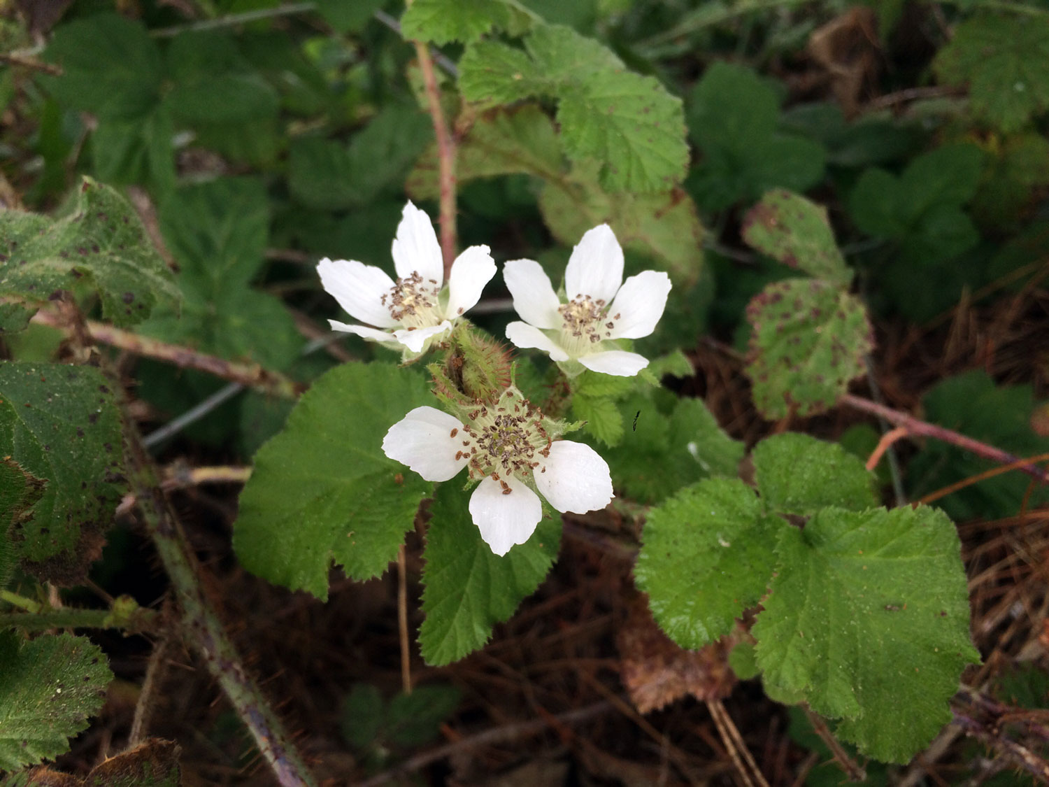 Trailing Blackberry (Rubus ursinus)