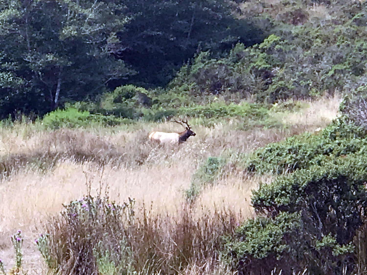 Tule Elk (Cervus canadensis ssp.nannodes)