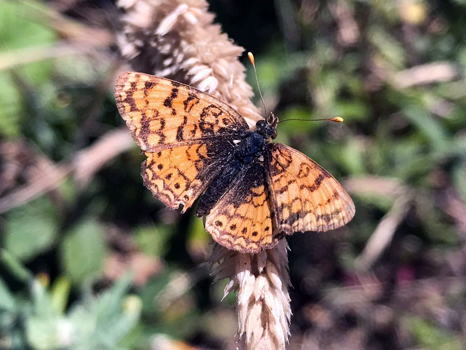 Mylitta Crescent (Phyciodes mylitta)