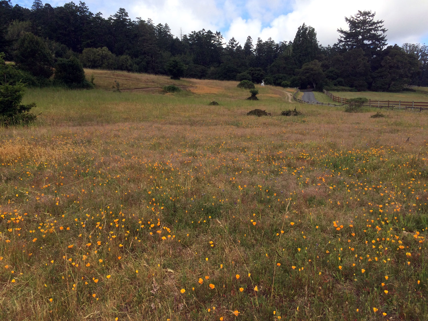 Meadow between the Bear Valley Trail and horse ranch