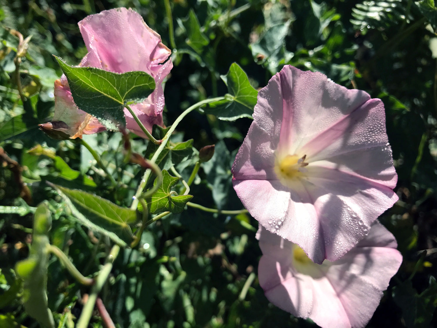 Bindweed Family (Family Convolvulaceae)