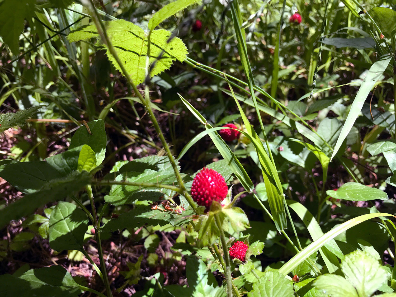 Indian Strawberry (Potentilla indica)