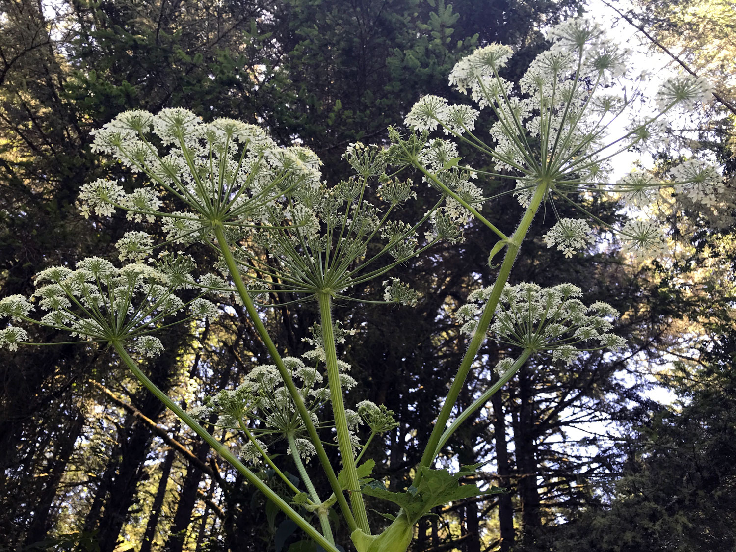 Common Cowparsnip (Heracleum maximum)