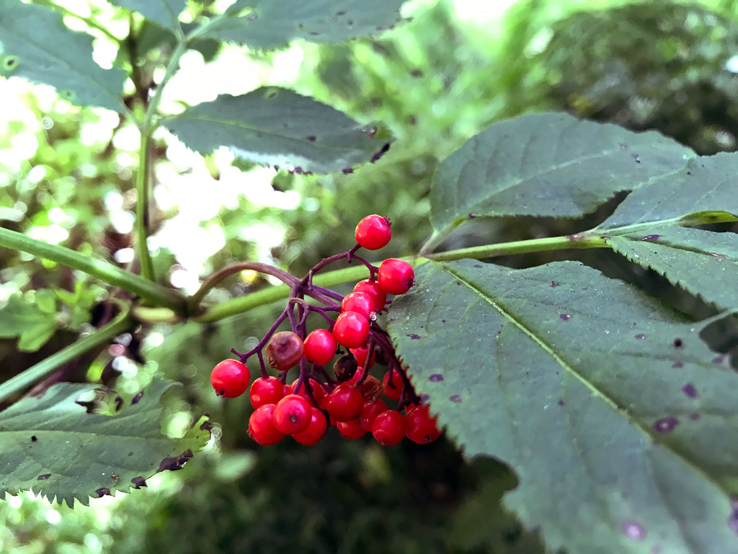 Red-berried Elder (Sambucus racemose)