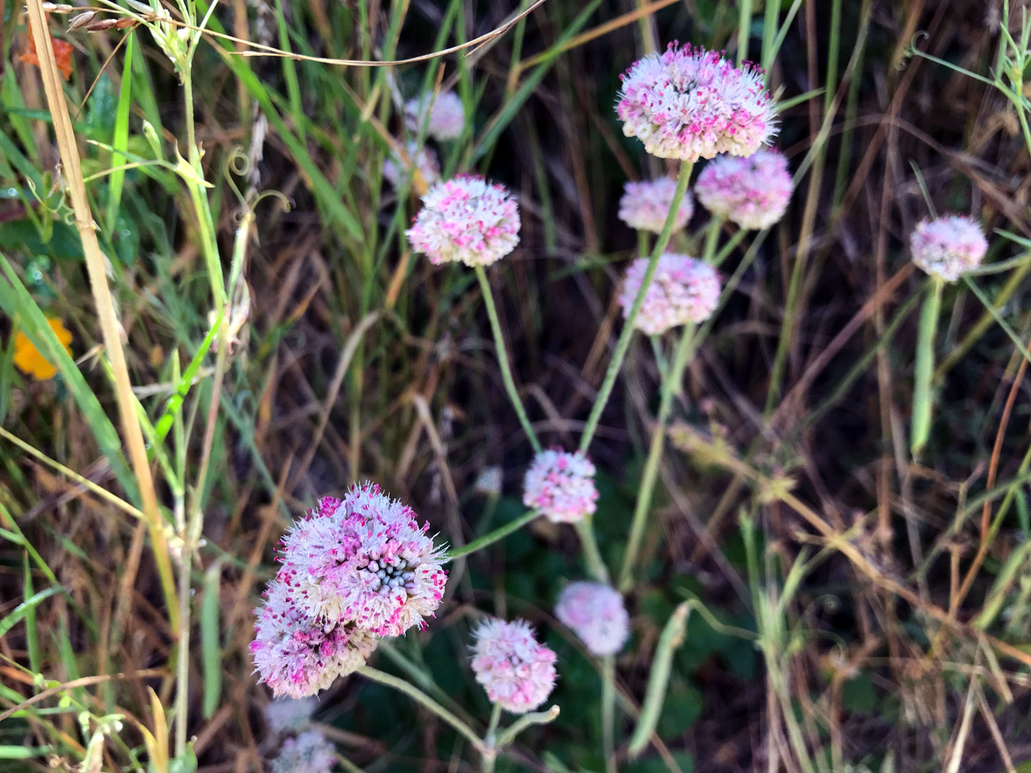 Seaside Buckwheat (Eriogonum latifolium)