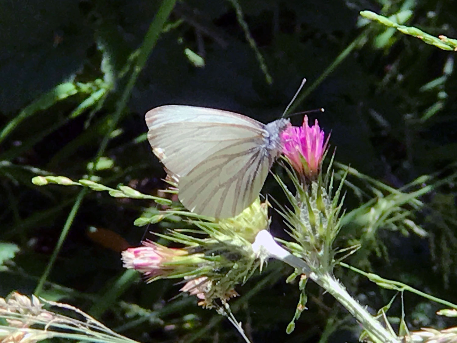 Margined White butterfly (Pieris marginalis)