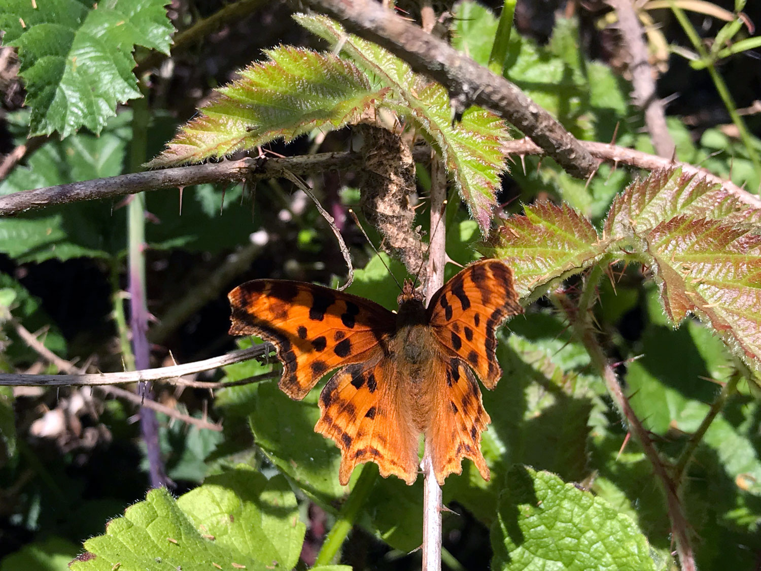 Satyr Comma (Polygonia satyrus)