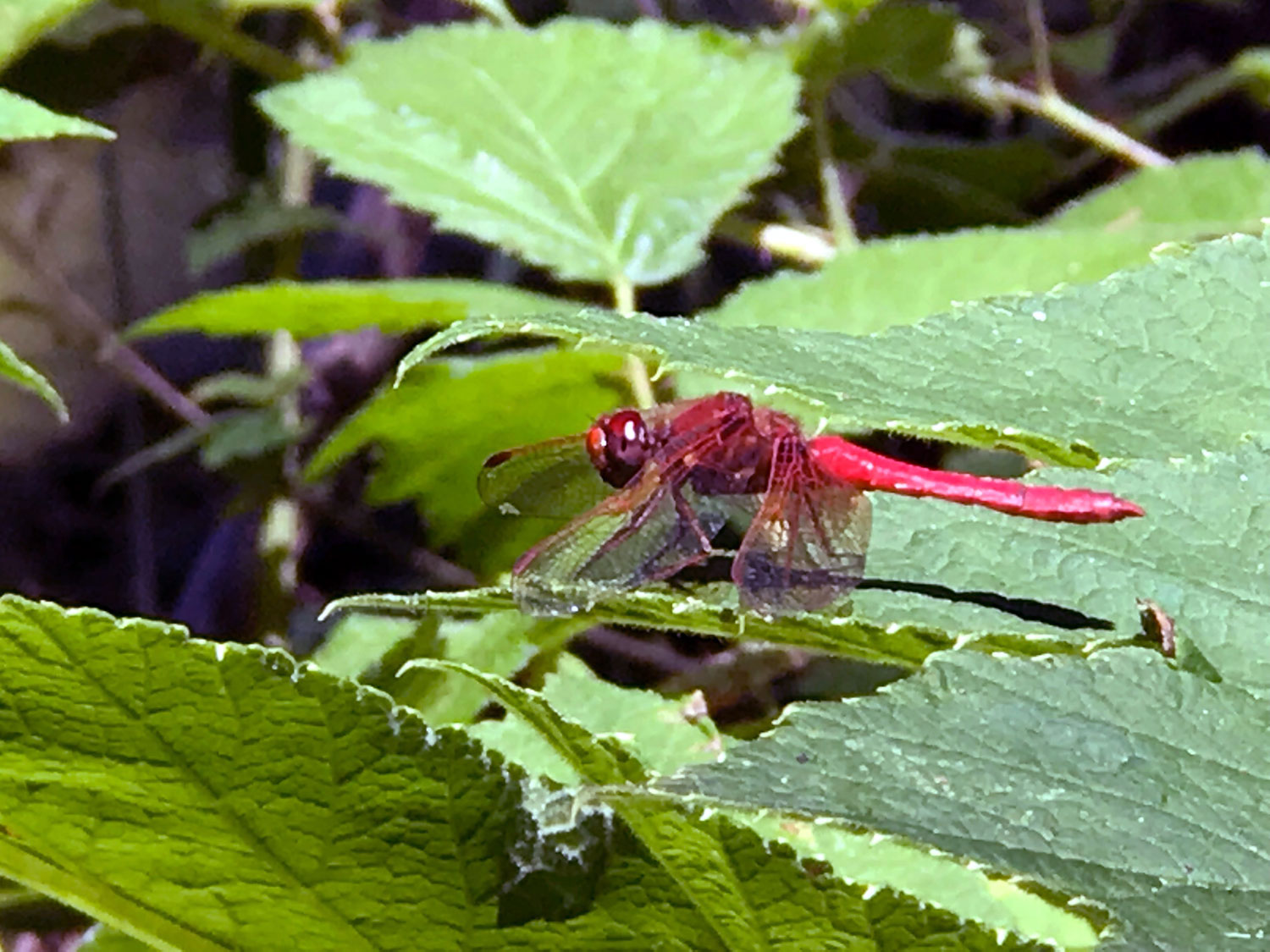 Cardinal Meadowhawk (Sympetrum illotum)