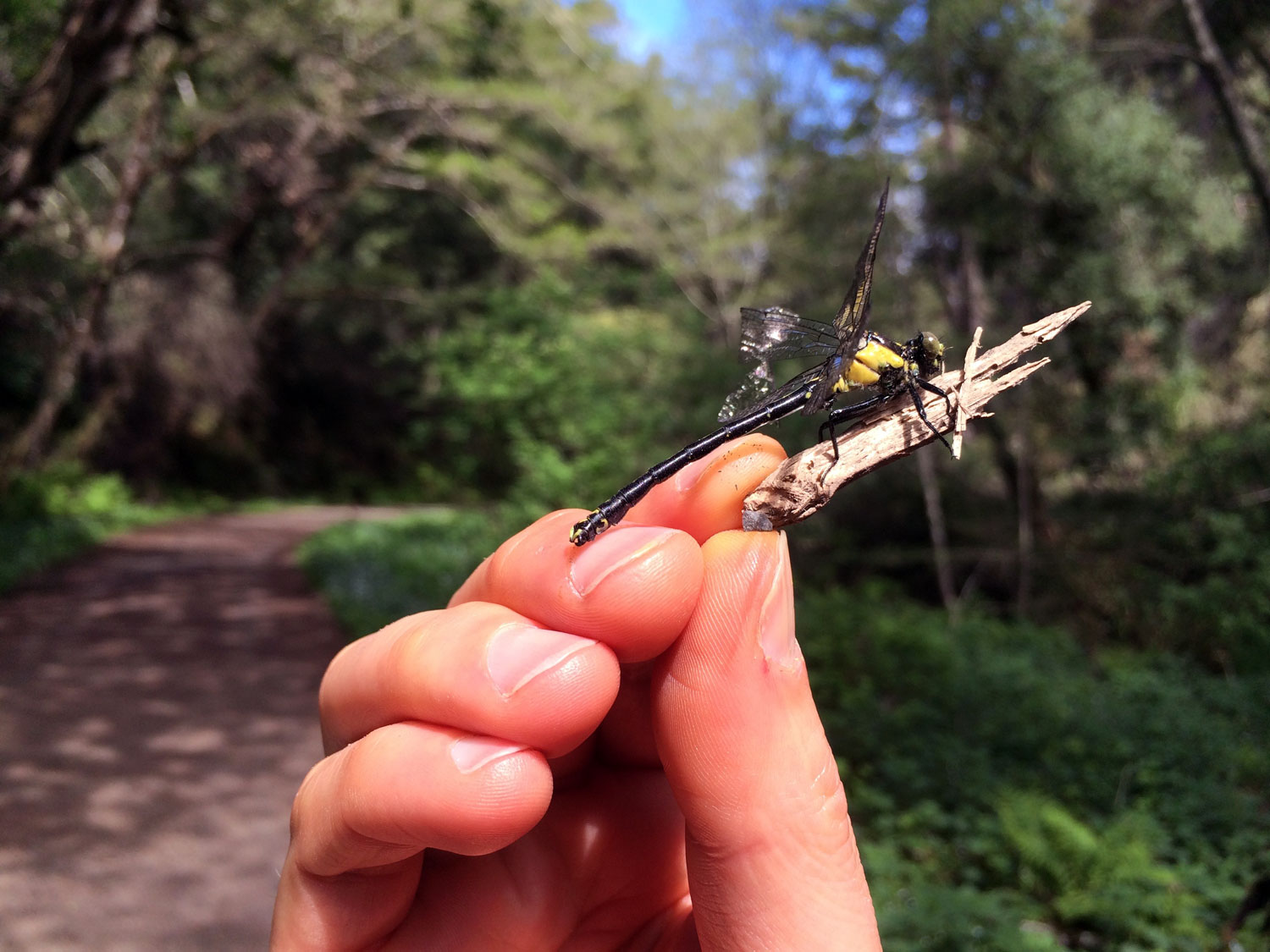 Grappletail (Octogomphus specularis) 