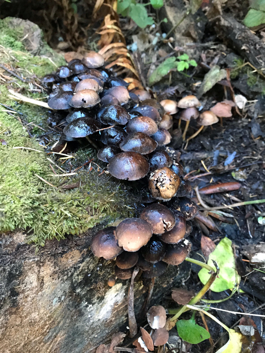 Brittlestems (Genus Psathyrella)