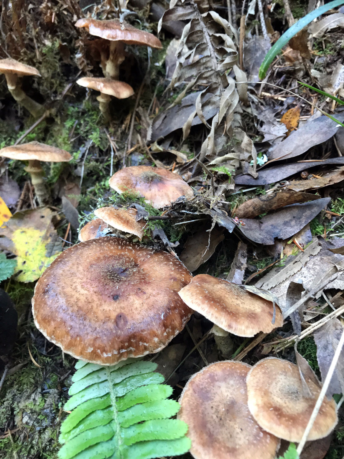 Honey Mushrooms (Genus Armillaria)