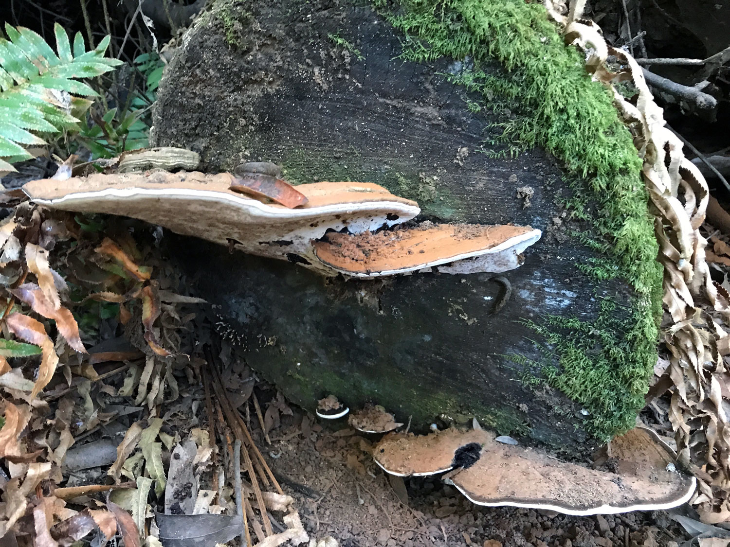  Artist's Bracket and Allies (Genus Ganoderma)