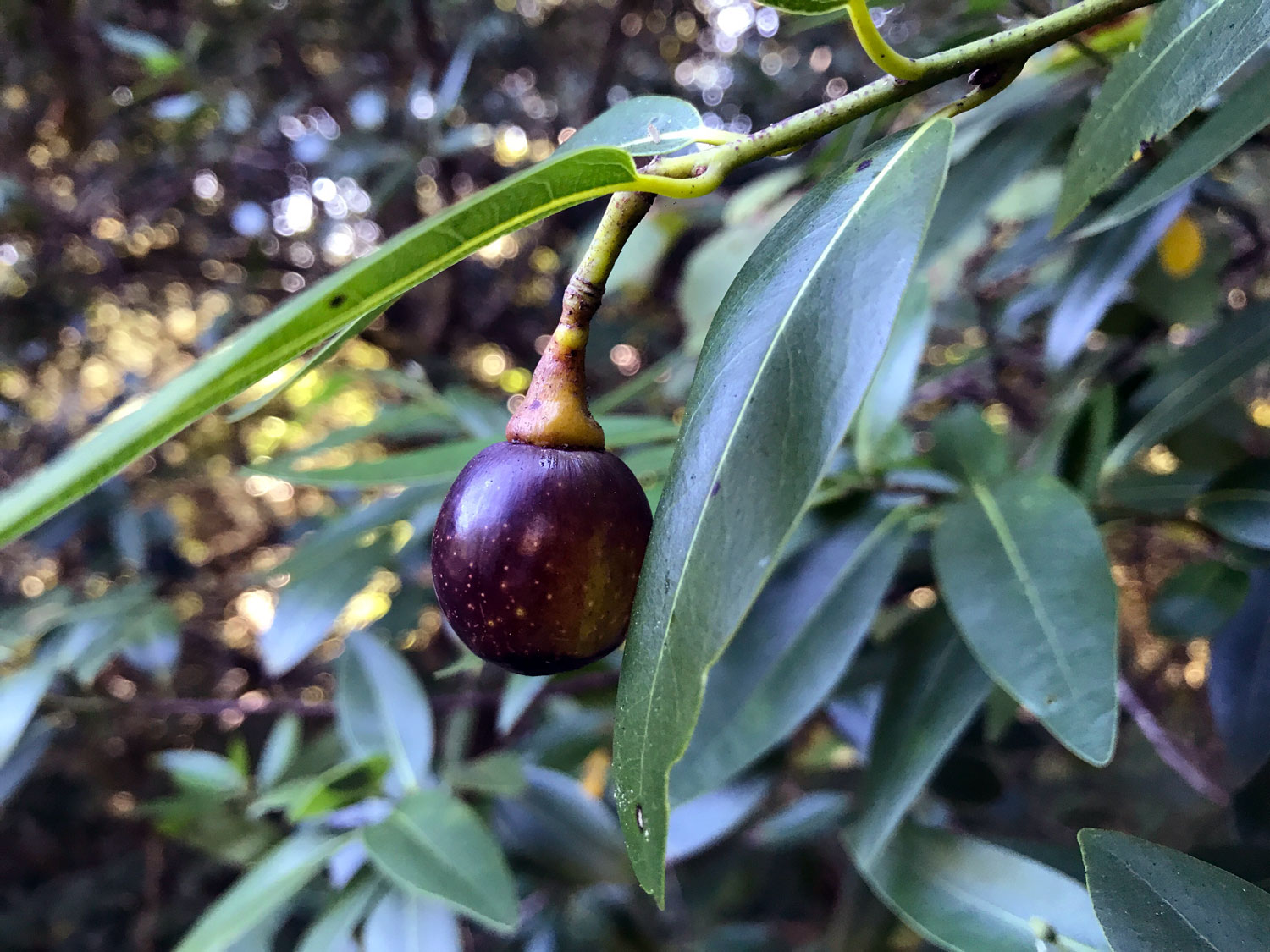 California Bay (Umbellularia californica)