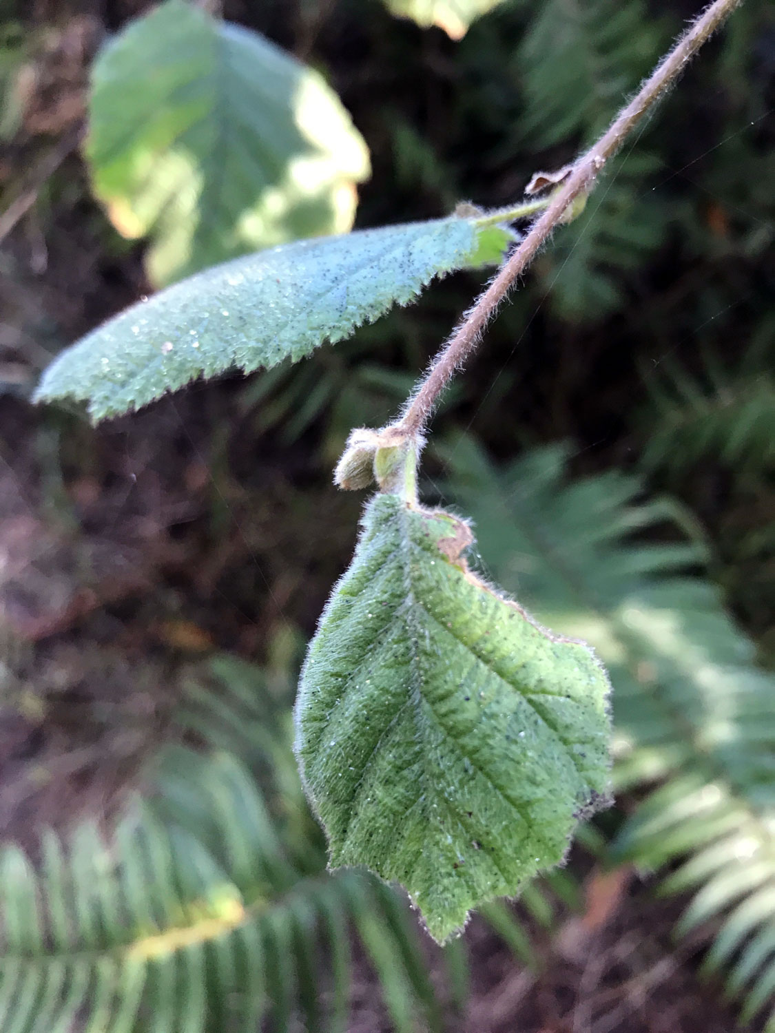 Beaked Hazelnut (Corylus cornuta)