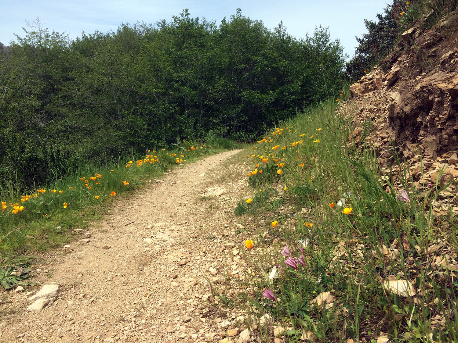 Muddy Hollow Trail