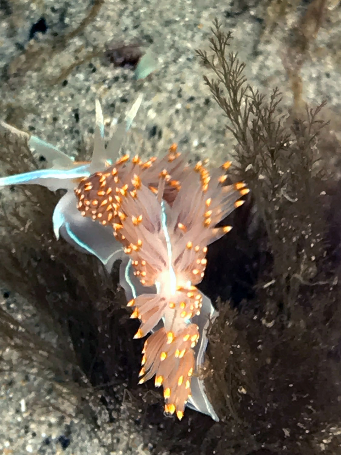 Opalescent Nudibranch (Hermissenda opalescens)