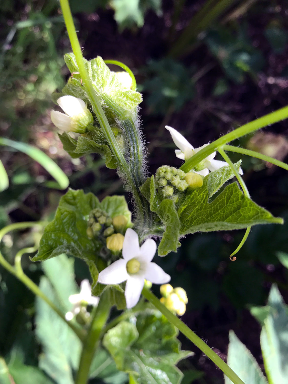 Coastal Manroot (Marah oregana)