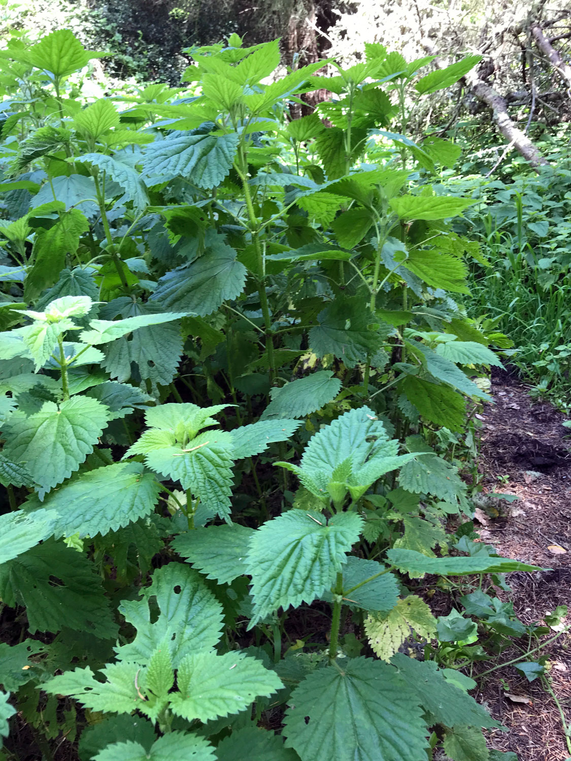 Stinging Nettle (Urtica dioica)