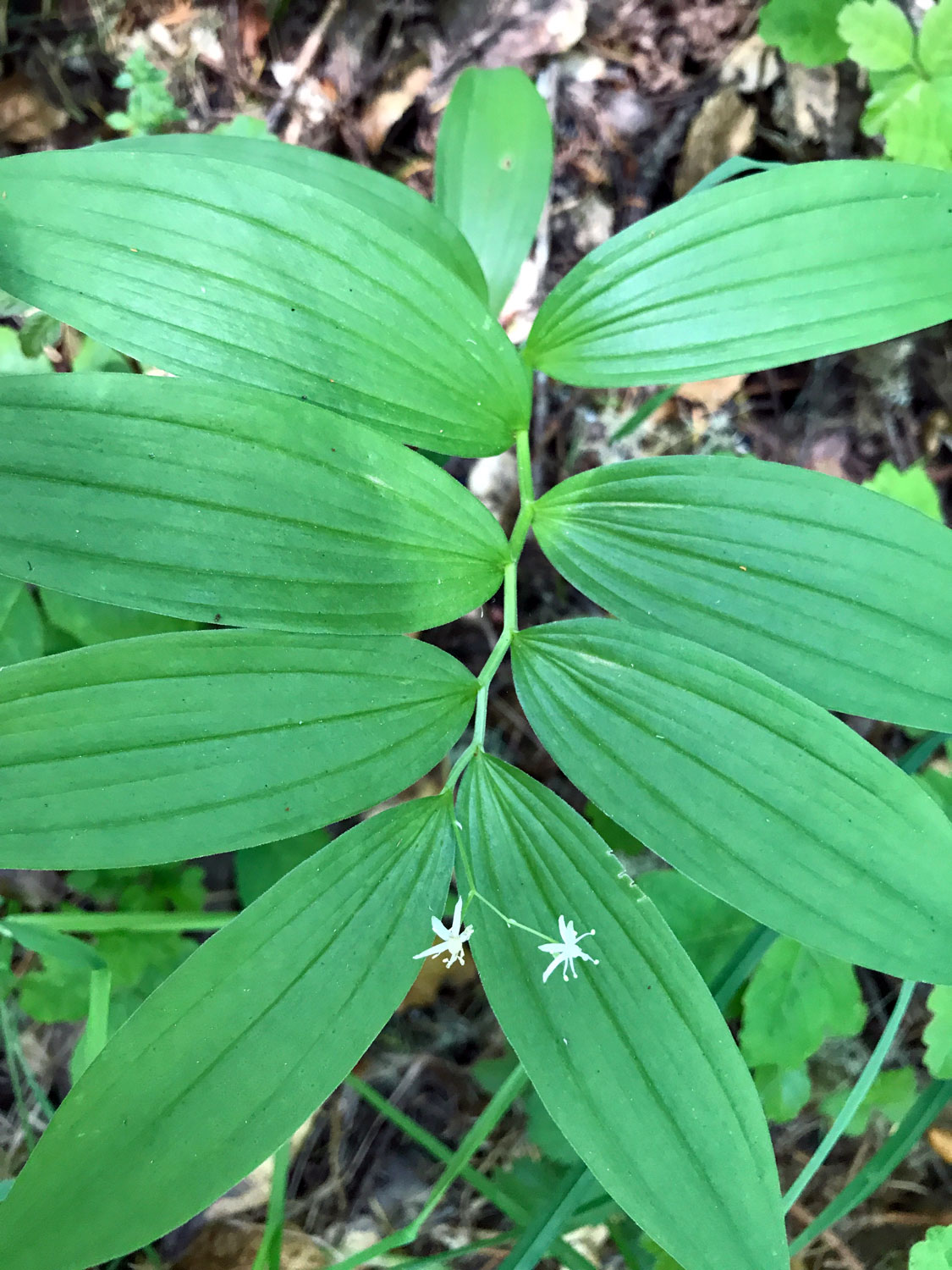 Star-flowered Lily-of-the-Valley (Maianthemum stellatum)