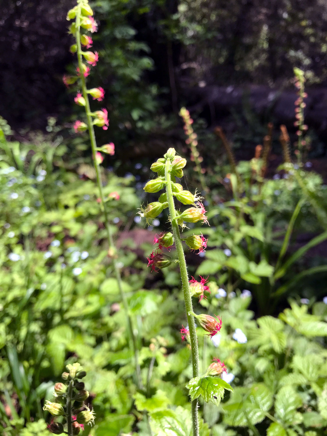 Fringe Cups (Tellima grandiflora)