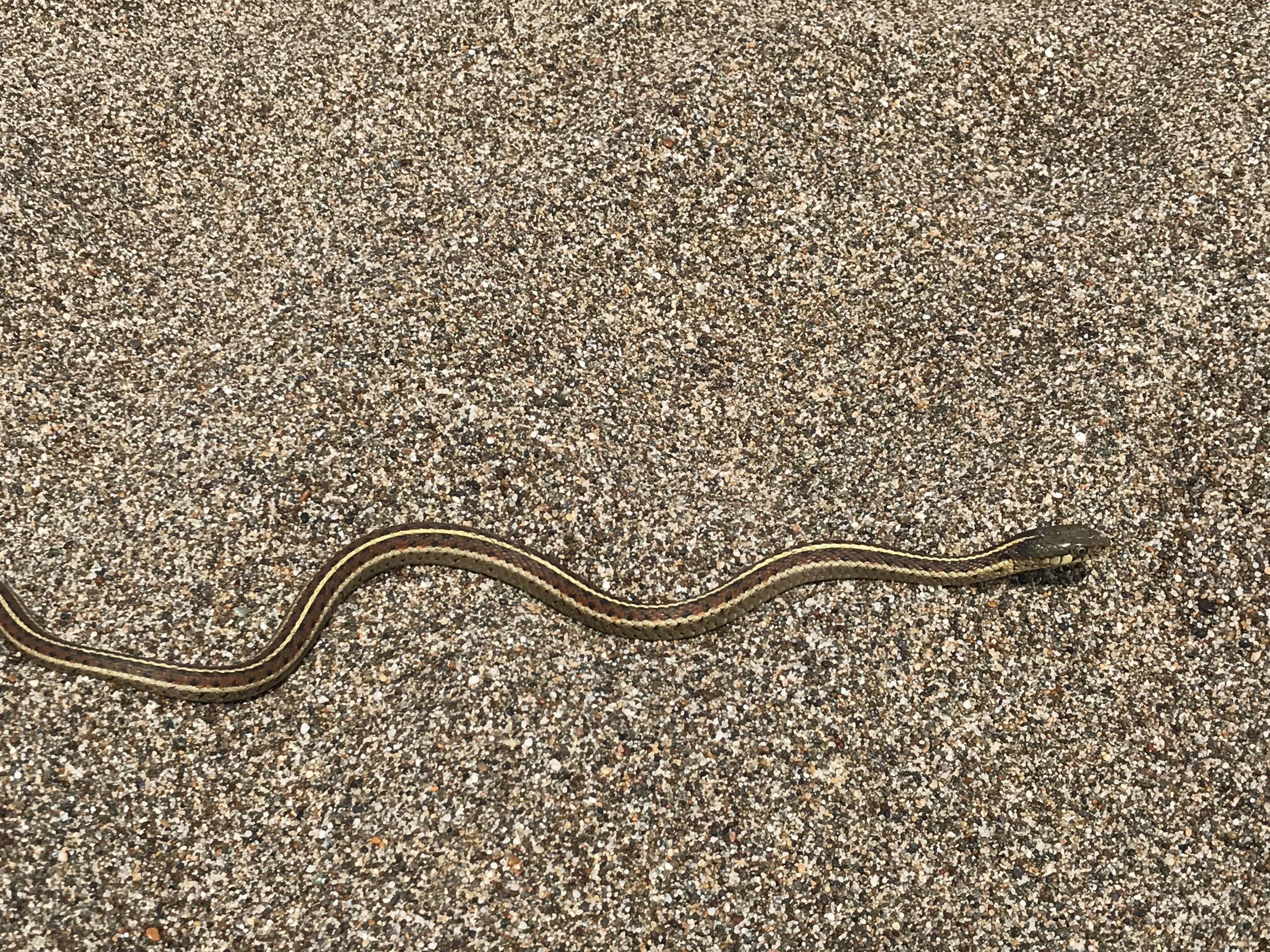 surprise Western Terrestrial Garter snake!