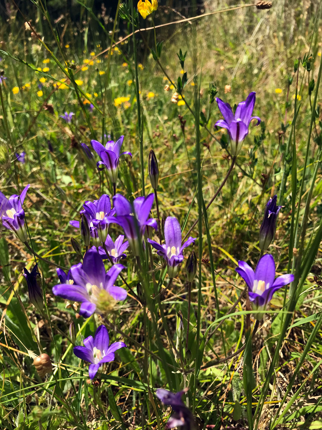 Harvest Brodiaea (Brodiaea elegans)