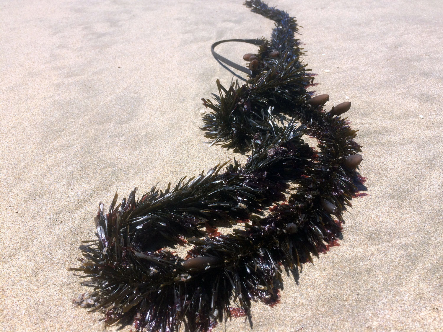 Feather Boa Kelp (Egregia menziesii)