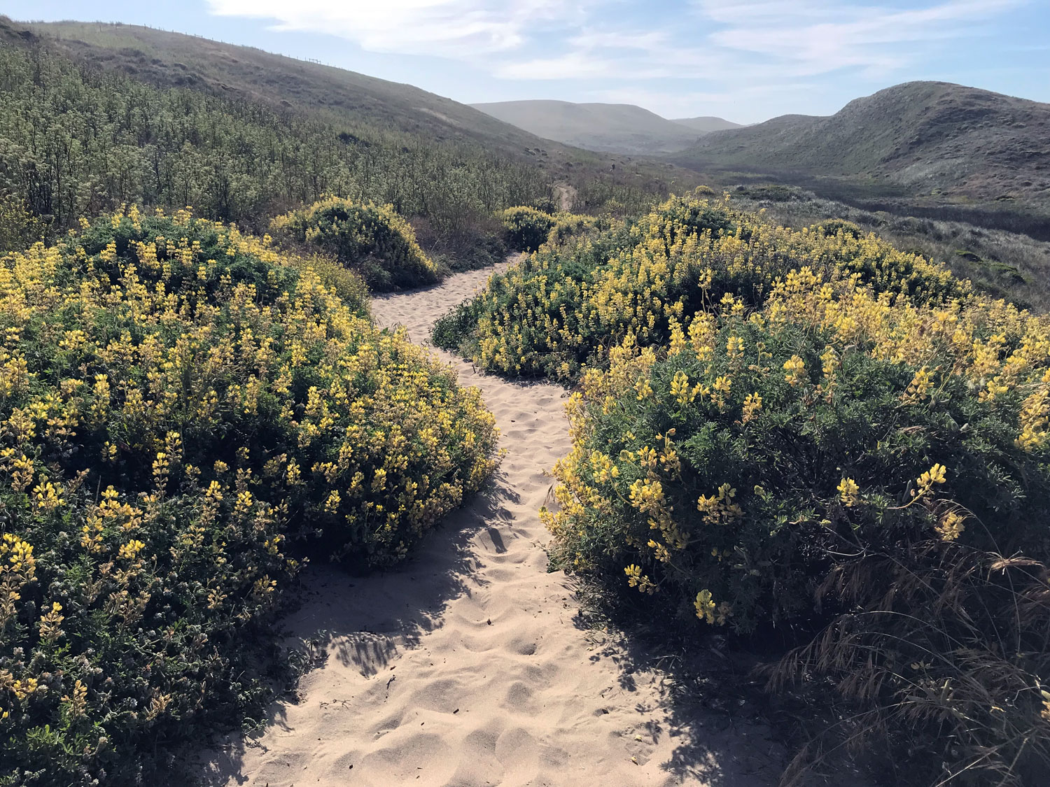 Yellow Bush Lupine (Lupinus arboreus)