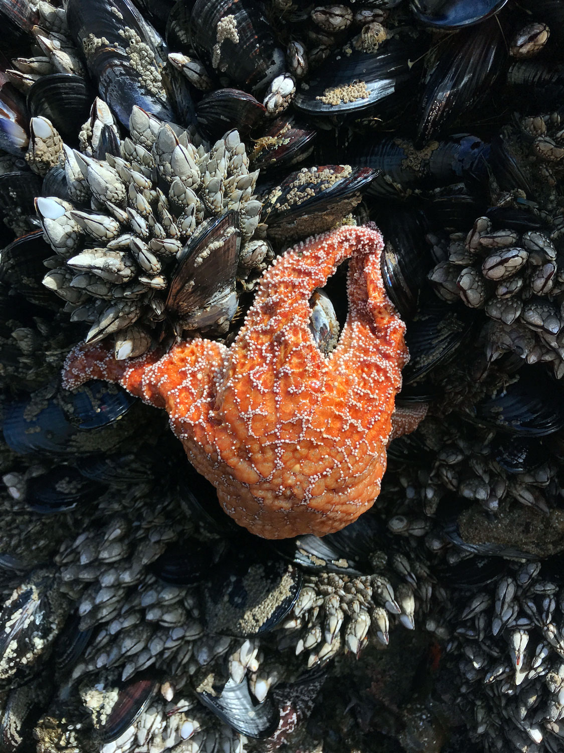 Ochre Sea Star (Pisaster ochraceus)